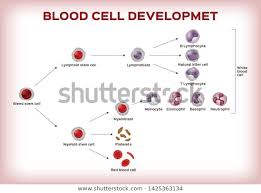 Blood Cell Development Stem Cell Transform Stock Vector