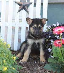 The german shepherd malamute mix, nicknamed alaskan shepherd, is a stylish canine with a fun if they think you're a good match with one of their puppies, they'll offer a health guarantee and a. Alaskan Malamute German Shepherd Mix For Sale Petsidi