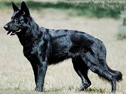 To produce a black puppy, both parents must be black themselves or carry. German Shepherd Wikipedia