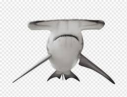hammerhead png images pngwing