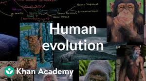 Human Evolution Overview Video Evolution Khan Academy