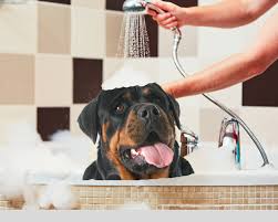 your complete guide to rottweiler grooming