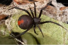 Identifying the black widow spider. Redback Spider Facts Lesson For Kids Biology Class 2021 Study Com