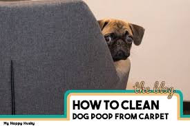 how to get dog out of carpet 6