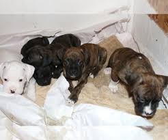 Whatever term you like to use to describe puppies, they are truly incredible animals that are much more than just pets. View Ad Boxer Litter Of Puppies For Sale Near Michigan Orleans Usa Adn 165926