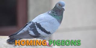 How To Train Homing Pigeons Expert Tips Tricks And Methods