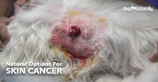 dog skin cancer natural options that