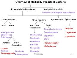Pin By Hope M On Medical Student Microbiology