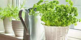 How To Grow The Best Indoor Herb Garden
