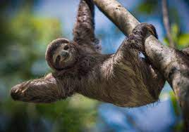 cheerful sloth photo wallpaper