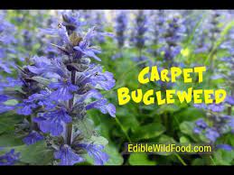 carpet bugleweed a common mint you