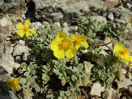 Helianthemum croceum, Sierra Nevada, Spain.