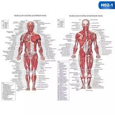 Human Body Muscle Anatomy System Poster Anatomical Chart Educational Poster