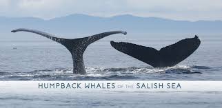 Humpback Whales of the Salish Sea