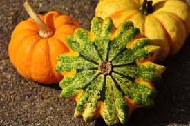 Resultado de imagem para vegetais outono