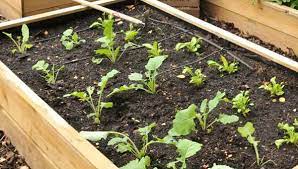 How To Build A Raised Vege Garden In 9