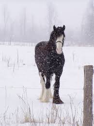 Winter Horse Care Tips For Owners The
