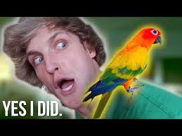 you won t believe what i did to my bird
