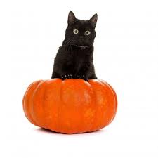 Affordable and search from millions of royalty free images, photos and vectors. 13 Black Cats On Instagram You Ll Want To Follow This Halloween Season Gma