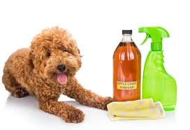 7 vinegar uses for pet owners wet