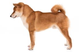Shiba Inu Dog Breed Information