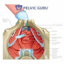 pelvic pain during menopause dr