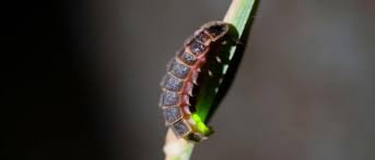glowworm insect facts az s