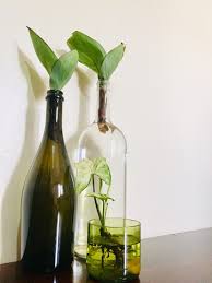 water plants glass bottles live