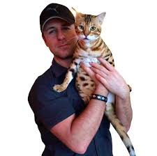 Guide to owning a happy bengal cat. Cost And Other Things To Consider Before Buying A Bengal Cat