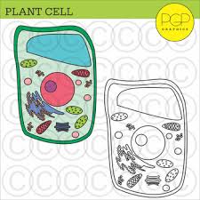 Vector illustration of a black and white medical diagram. Plant Cell Unlabeled Worksheets Teaching Resources Tpt