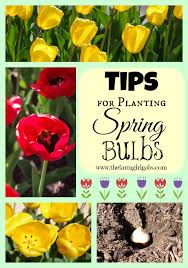 Tips For Planting Spring Bulbs Www