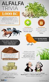 wonderful health benefits of alfalfa