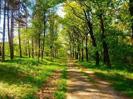 nature spring green trees serbia