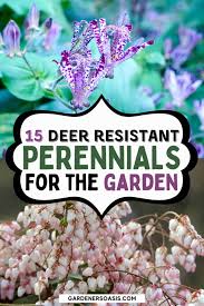 Deer Resistant Shade Plants 15