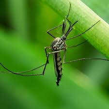 natural mosquito repellents may not