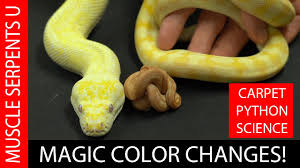 why carpet pythons change color august