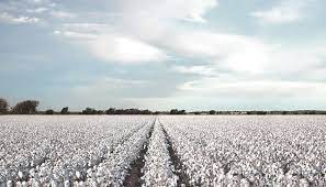 Cotton industry unprepared for climate change threat to crop, farmers -  Pakistan Today