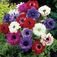 Image result for anemones