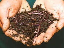 6 guaranteed ways to get worms out of