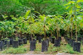 Green Plant Sapling Agriculture Concept