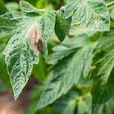late blight symptoms treatment and