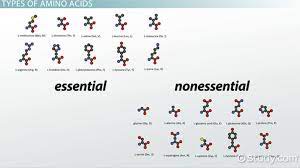 amino acids definition types