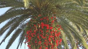 which plants go well with palm trees