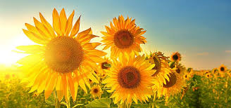 Sunshine Sunflower - Home | Facebook