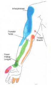 Neck Shoulder Arm And Hand Trigger Point Chart 1