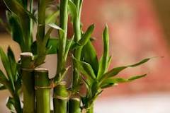 Do bamboo plants need sun or shade?