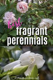 Fragrant Flowers 10 Perennial Plants