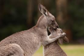 baby kangaroo s precious way of calling
