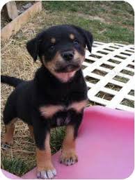Lab mix puppies available for sale. Rottweiler Labrador Retriever Mix Puppy In Columbus Ohio Ernie Pets Rottweiler Mix Rottweiler