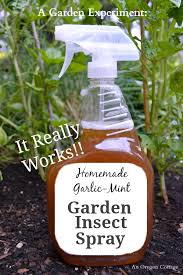 homemade garlic mint garden insect